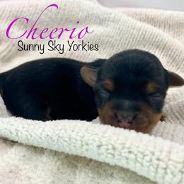 Cheerio - Black and tan female Yorkshire Terrier puppy in Galesburg, Illinois from Sunny Sky Yorkies