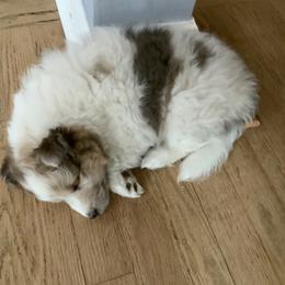Shetland Sheepdog Puppies from Kochar Shelties