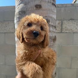 Green - Red  male Goldendoodle puppy in Bakersfield, California from Lavish Doodles