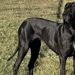 Great Danes from Super Nova Danes