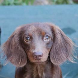 Truffles - Dachshund