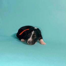 Bourbon - Black tri-color male Australian Shepherd puppy in Placerville, California from BFF Aussies