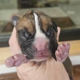 Boy 3 - Fawn male Boxer puppy in Ennis, Montana from Vintage Boxers