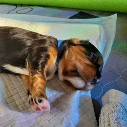Cavalier King Charles Spaniel Puppies from Gigi's Cavalier Puppies