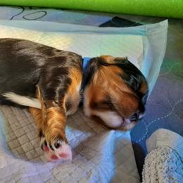 Cavalier King Charles Spaniel Puppies from Gigi's Cavalier Puppies