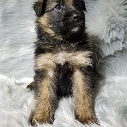 German Shepherd Puppies from von Bauernhöfe Bedard