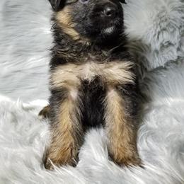 German Shepherd Puppies from von Bauernhöfe Bedard