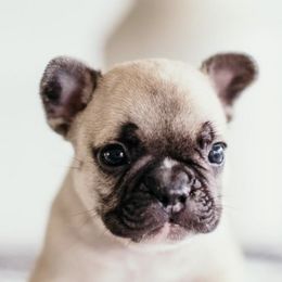 French Bulldogs from Samantha Miceli's Frenchies