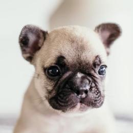 French Bulldogs from Samantha Miceli's Frenchies