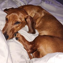 Sausage - Dachshund