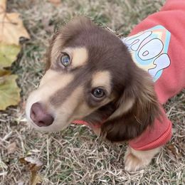 Dachshund Puppies from STORIED DOXIES