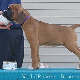 Boxer Puppies from WildRiver Boxers