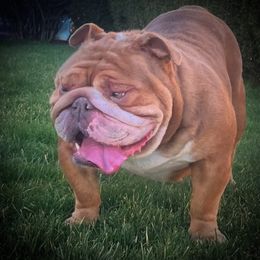 Prada - Bulldog