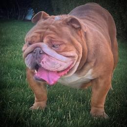 Prada - Bulldog