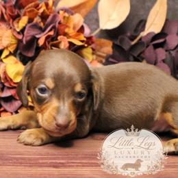 AKC Aster - Chocolate and tan female Dachshund puppy in Christiansburg, Virginia from Little Legs Luxury Dachshunds LLC