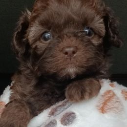 Aussiedoodles, Bernedoodles, Shihpoos, and Shih Tzus from Route 66 Poodles & Doodles, Sapphire Shih-tzu's of Ohio