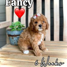 Fancy - Red female Cavapoo puppy in Runaway Bay, Texas from Green Ranch Doodles