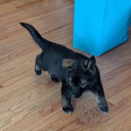 German Shepherd and Siberian Husky Puppies from Sstar