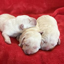 Girl 2 - Yellow female Labrador Retriever puppy in Harrison, Arkansas from Brandywine Labradors