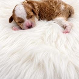 Jolene - Blenheim female Cavapoo puppy in Cedar City, Utah from Cedar Sprout Puppies