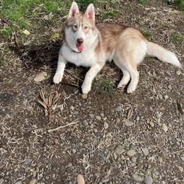 Native American Indian Dog Puppies from Corn Moon Kennels: a member of the Native American Indian Dog Preservation Project