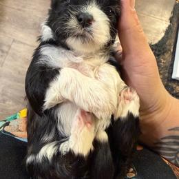 Jasmine - Black and white female Shih Tzu puppy in Rockmart, Georgia from Sonya Garrett