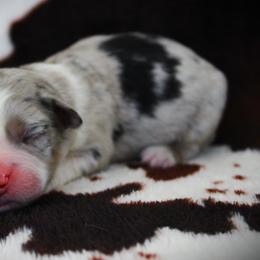 Gio - Blue merle male Miniature Australian Shepherd puppy in Menomonee Falls, Wisconsin from Hunt N Oaks