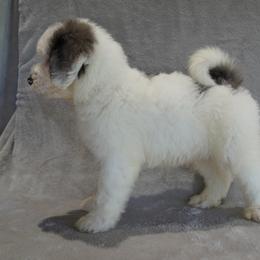 Aussiedoodle and Bernedoodle Puppies from VESBACH DOODLE VALLEY FARMS