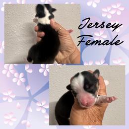 Jersey - Black and tan female American Corgi puppy in Hico, Texas from Chisholm Trail Kennels