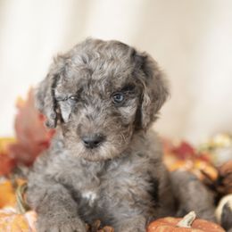 Wilbur Wright - male Golden Mountain Doodle puppy in Seffner, Florida from Gold Diamond Pup