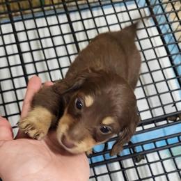 Lilly's Puppy 3. Female - Chocolate and tan female Dachshund puppy in Rattan, Oklahoma from Burgett’s Barnyard Dachshunds