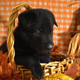 Purple Collar Girl - Black female German Shepherd puppy in Oxford, Arkansas from Atlas Shepherds