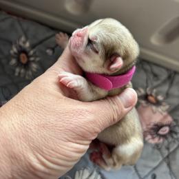 Pink collar - Cream female Pug puppy in Tucson, Arizona from Furever Friends