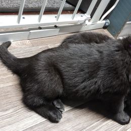 German Shepherd Puppies from Blanchard's Upstate Shepherds