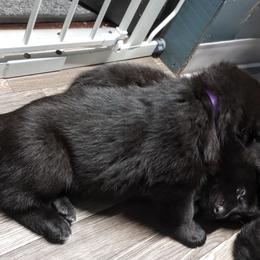 German Shepherd Puppies from Blanchard's Upstate Shepherds
