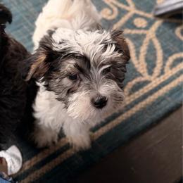 Gogh - Black & tan tri-color male Morkie puppy in Aliquippa, Pennsylvania from The Morkie Mom