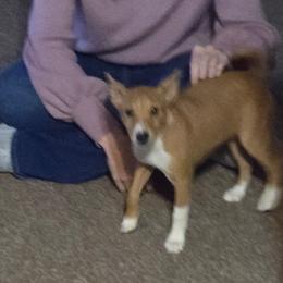 Dakota boy 2 - Red and white male Basenji puppy in Caldwell, Texas from Candyce Witte