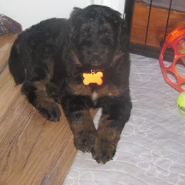 Bernedoodle Puppies from Willow Creek Farm