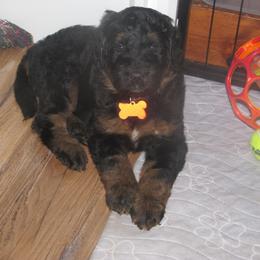 Bernedoodle Puppies from Willow Creek Farm