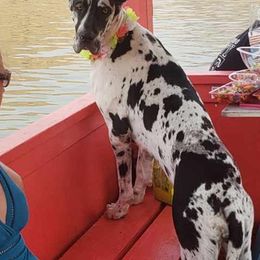 Great Danes from Dori's Danes