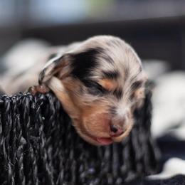 Winter - Dapple female Dachshund puppy in Perry, Florida from EntityDachs