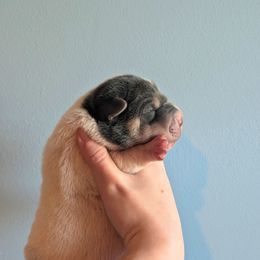 Jigsaw - Blue male Chinese Shar-Pei puppy in Clarksville, Tennessee from Wrinkle Bum Shar-Pei