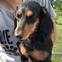 Gus - Dachshund