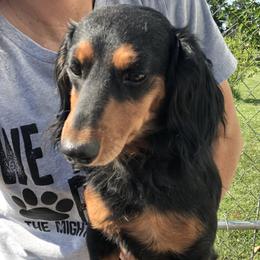 Gus - Dachshund