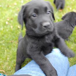 Labrador Retriever Puppies from Ganderwood