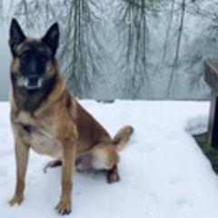 Belgian Malinois from Detto Fatto Malinois
