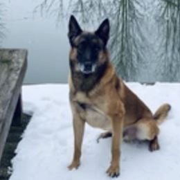 Belgian Malinois from Detto Fatto Malinois
