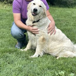 Cameo - Golden Retriever