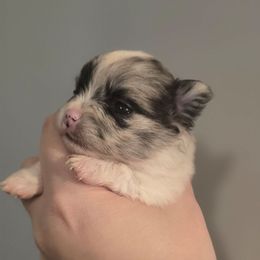 Merle girl-white - Blue merle female Pomeranian puppy in Bloomingdale, New Jersey from Bella Luna Pomeranians