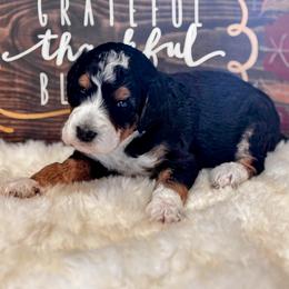 Flint - Black phantom male Aussiedoodle puppy in Orange Cove, California from Sand Creek Ranch Aussiedoodles
